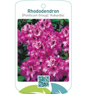 Rhododendron [Ponticum Group] ‘Kokardia’
