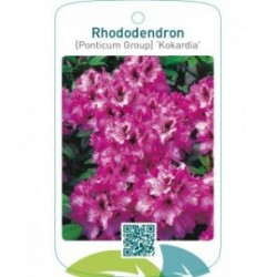 Rhododendron [Ponticum Group] ‘Kokardia’