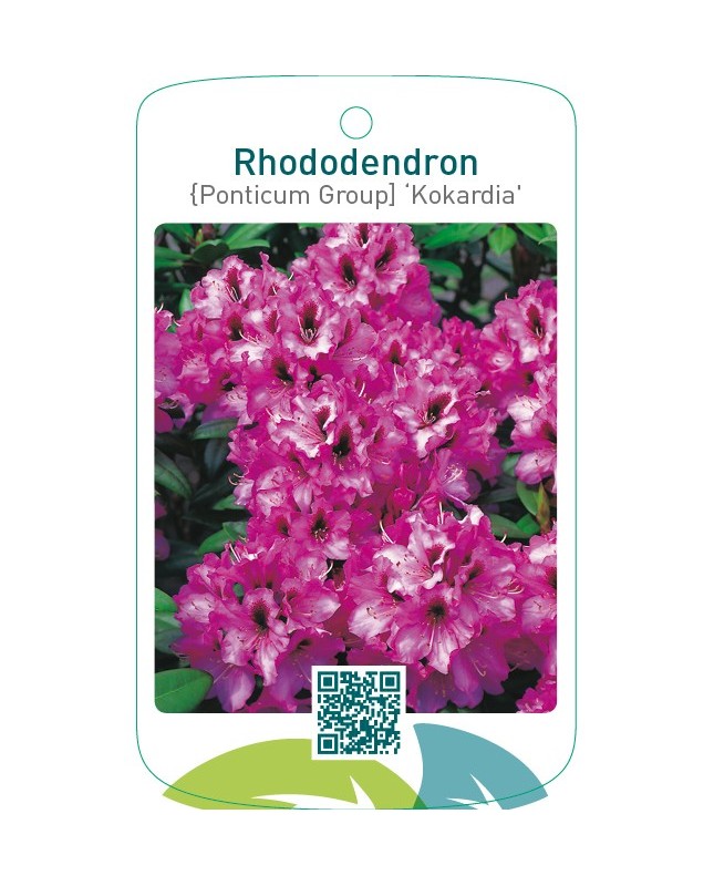 Rhododendron [Ponticum Group] ‘Kokardia’