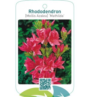 Rhododendron [Mollis Azalea] ‘Mathilda’