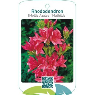 Rhododendron [Mollis Azalea] ‘Mathilda’