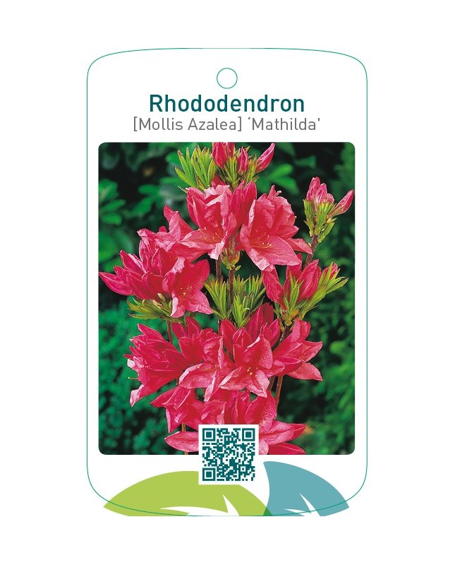 Rhododendron [Mollis Azalea] ‘Mathilda’