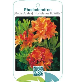 Rhododendron [Mollis Azalea] ‘Hortulanus H.Witte’