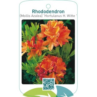 Rhododendron [Mollis Azalea] ‘Hortulanus H.Witte’