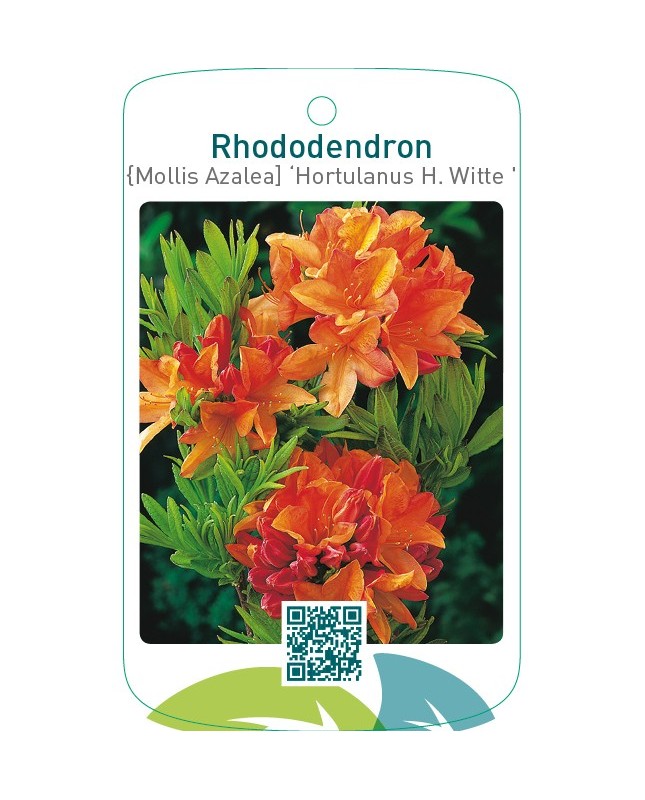 Rhododendron [Mollis Azalea] ‘Hortulanus H.Witte’