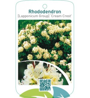 Rhododendron [Lapponicum Group] ‘Cream Crest’