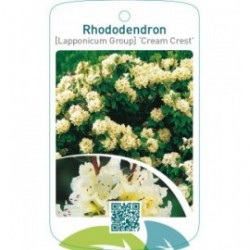 Rhododendron [Lapponicum Group] ‘Cream Crest’