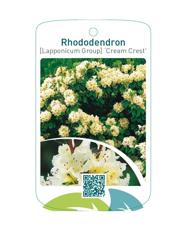 Rhododendron [Lapponicum Group] ‘Cream Crest’