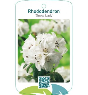 Rhododendron ‘Snow Lady’