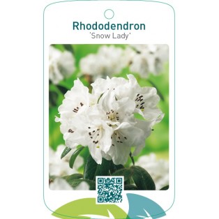 Rhododendron ‘Snow Lady’