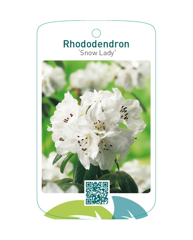 Rhododendron ‘Snow Lady’