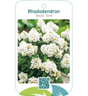 Rhododendron ‘Arctic Tern’