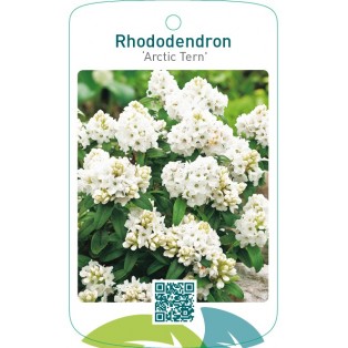 Rhododendron ‘Arctic Tern’