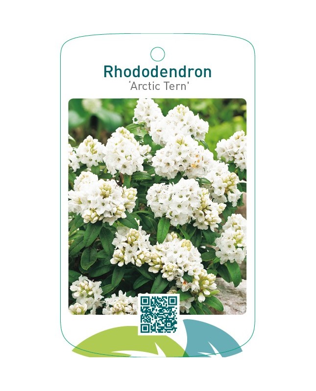 Rhododendron ‘Arctic Tern’