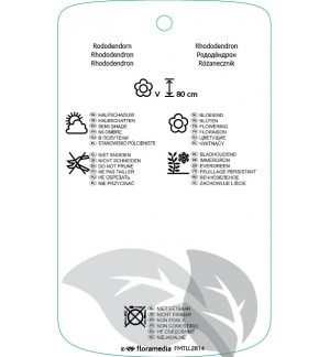 Etichette di Rhododindron ‘Arctic Tern’ *