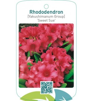 Rhododendron [Yakushimanum Group] ‘Sweet Sue’