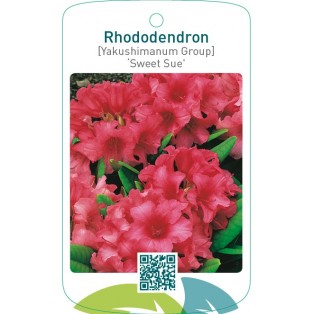 Rhododendron [Yakushimanum Group] ‘Sweet Sue’