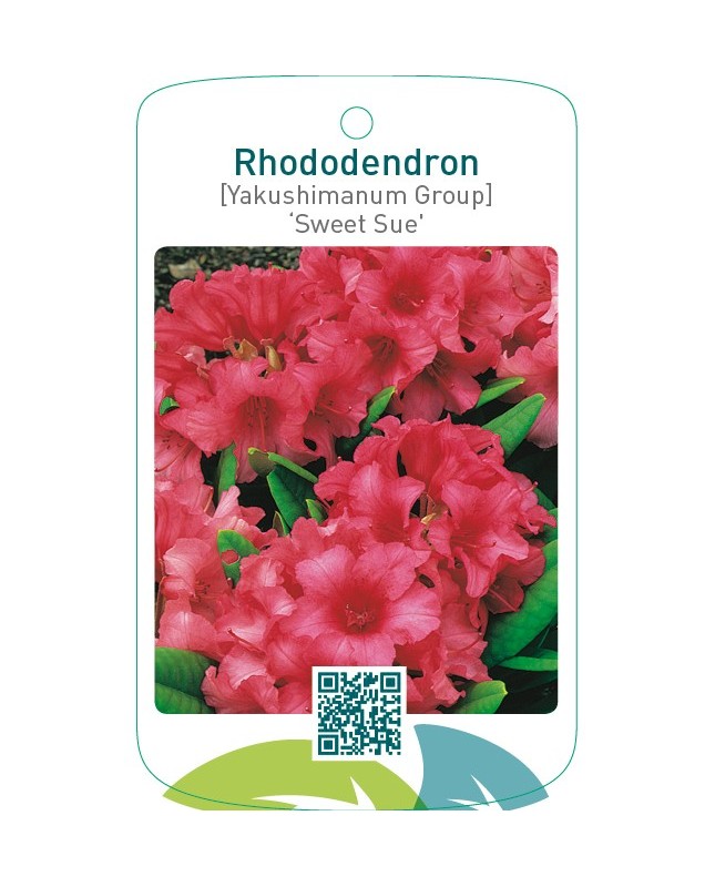 Rhododendron [Yakushimanum Group] ‘Sweet Sue’