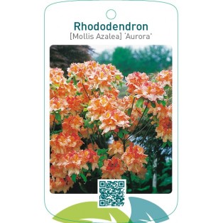 Rhododendron [Mollis Azalea] ‘Aurora’