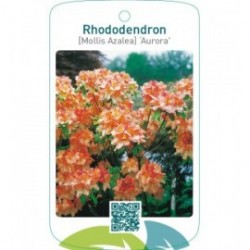 Rhododendron [Mollis Azalea] ‘Aurora’