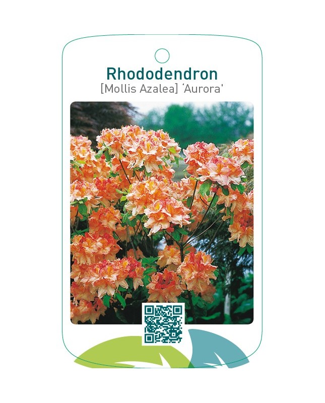 Rhododendron [Mollis Azalea] ‘Aurora’