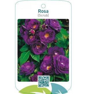Rosa [Shrub]blauw