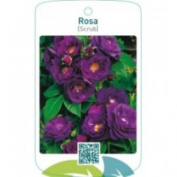 Rosa [Shrub]blauw