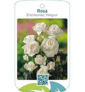 Rosa [Floribunda] ‘Helgrui’