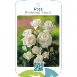Rosa [Floribunda] ‘Helgrui’