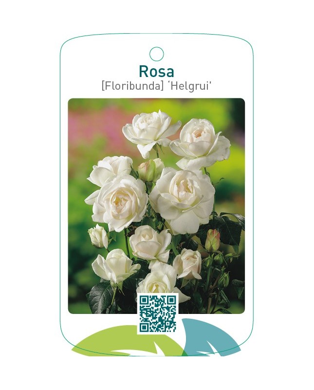 Rosa [Floribunda] ‘Helgrui’