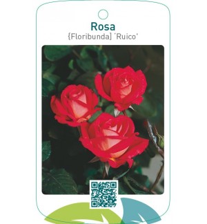 Rosa [Floribunda] ‘Ruico’