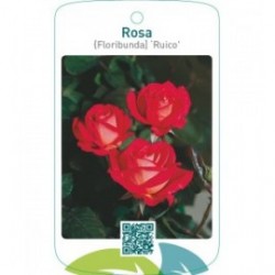 Rosa [Floribunda] ‘Ruico’