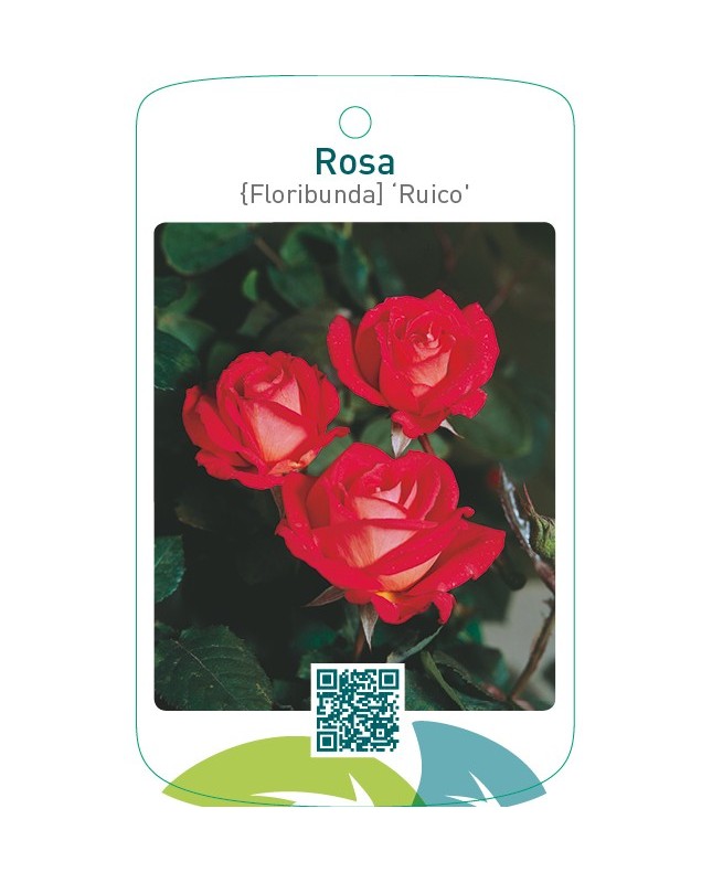 Rosa [Floribunda] ‘Ruico’