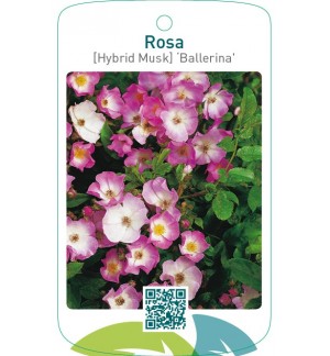 Rosa [Hybrid Musk] ‘Ballerina’