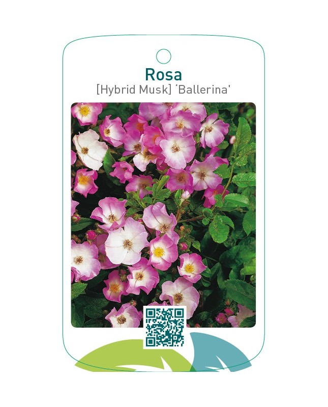 Rosa [Hybrid Musk] ‘Ballerina’