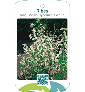 Ribes sanguineum ‘Tydeman`s White’