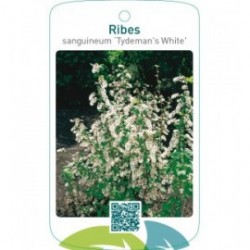 Ribes sanguineum ‘Tydeman`s White’
