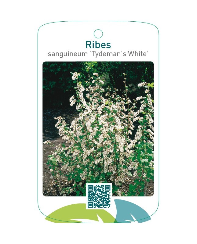 Ribes sanguineum ‘Tydeman`s White’