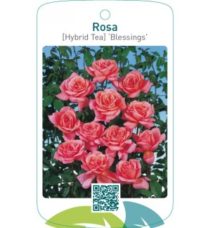 Rosa [Hybrid Tea] ‘Blessings’