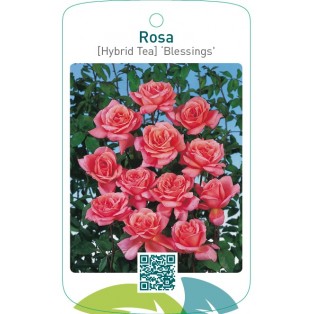 Rosa [Hybrid Tea] ‘Blessings’