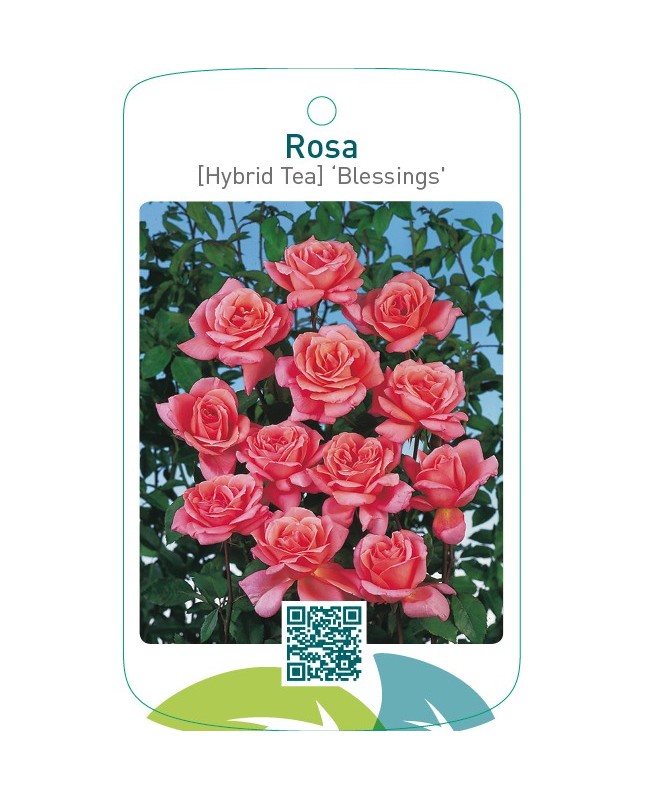 Rosa [Hybrid Tea] ‘Blessings’