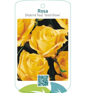 Rosa [Hybrid Tea] ‘Gold Glow’
