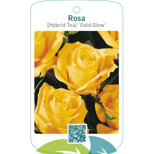 Rosa [Hybrid Tea] ‘Gold Glow’