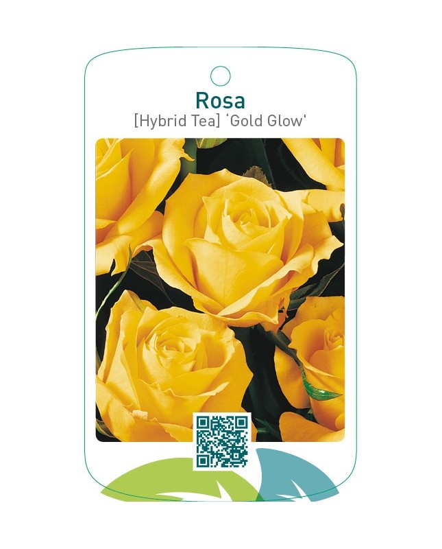 Rosa [Hybrid Tea] ‘Gold Glow’