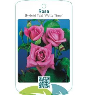 Rosa [Hybrid Tea] ‘Waltz Time’