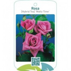 Rosa [Hybrid Tea] ‘Waltz Time’