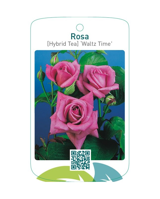 Rosa [Hybrid Tea] ‘Waltz Time’