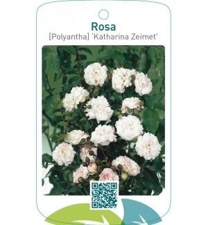 Rosa [Polyantha] ‘Katharina Zeimet’