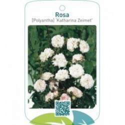 Rosa [Polyantha] ‘Katharina Zeimet’