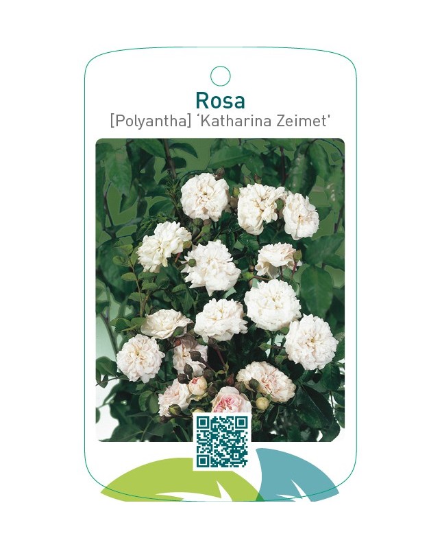 Rosa [Polyantha] ‘Katharina Zeimet’
